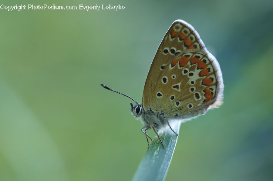 Butterfly, Insect, Invertebrate