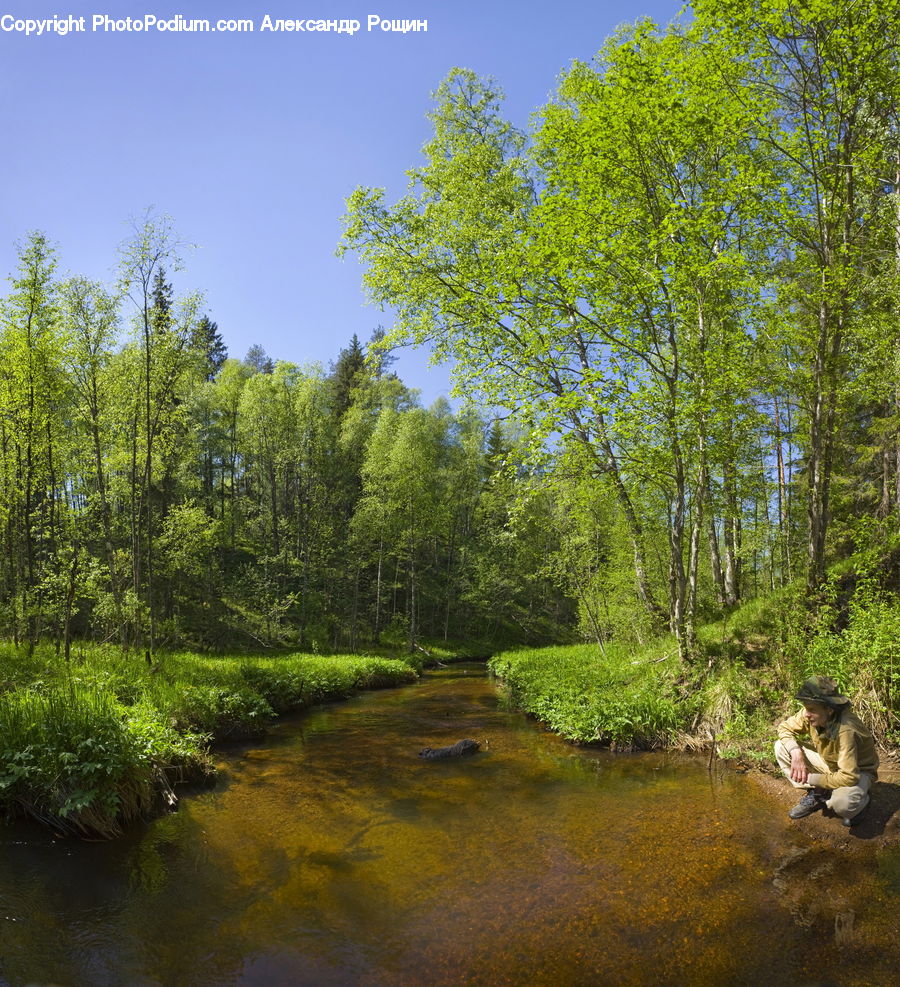 Outdoors, Pond, Water, Creek, River, Forest, Vegetation