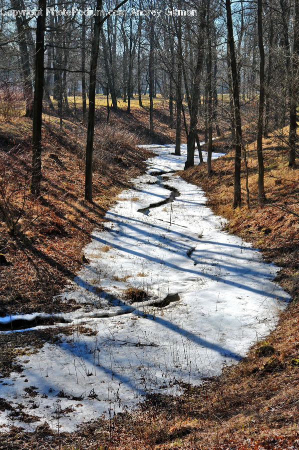 Path, Road, Walkway, Dirt Road, Gravel, Forest, Vegetation