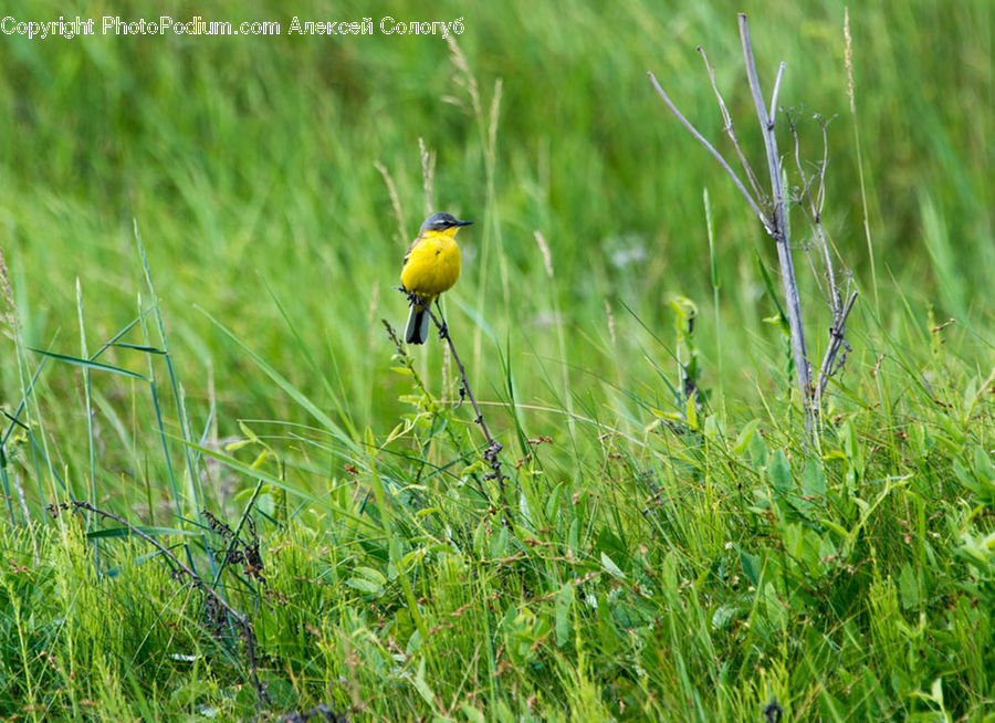 Field, Grass, Grassland, Plant, Bird, Blackbird, Bee Eater