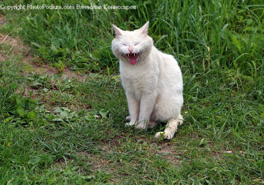 Animal, Cat, Pet, Siamese, Blossom, Flora, Flower