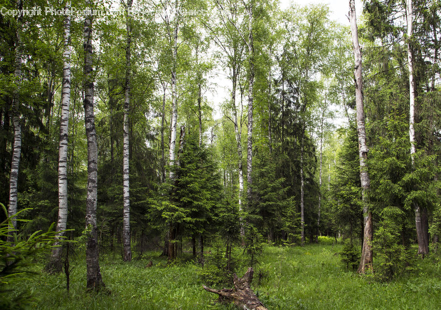 Forest, Vegetation, Grove, Land, Birch, Tree, Wood