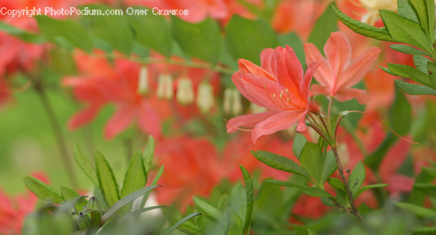 Blossom, Flora, Flower, Geranium, Plant, Daisies, Daisy