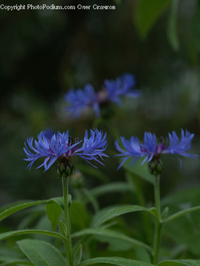 Fiber, Flax, Flora, Flower, Plant, Aster, Blossom