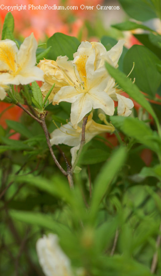 Aquilegia, Blossom, Flora, Flower, Plant, Geranium, Gladiolus