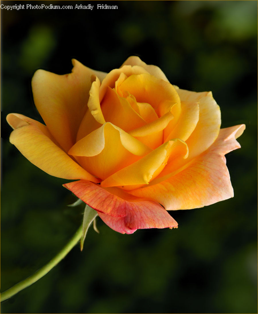 Blossom, Flower, Plant, Rose, Flora, Carnation, Flower Arrangement
