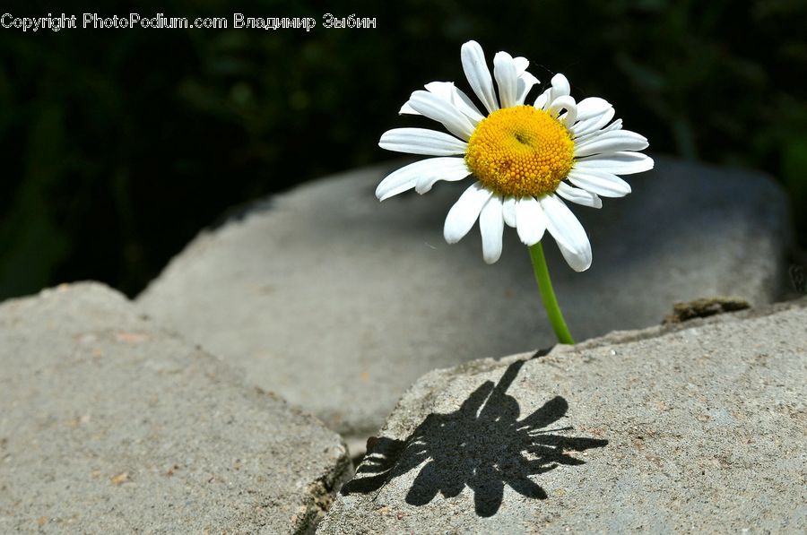 Asteraceae, Blossom, Flora, Flower, Plant, Daisies, Daisy