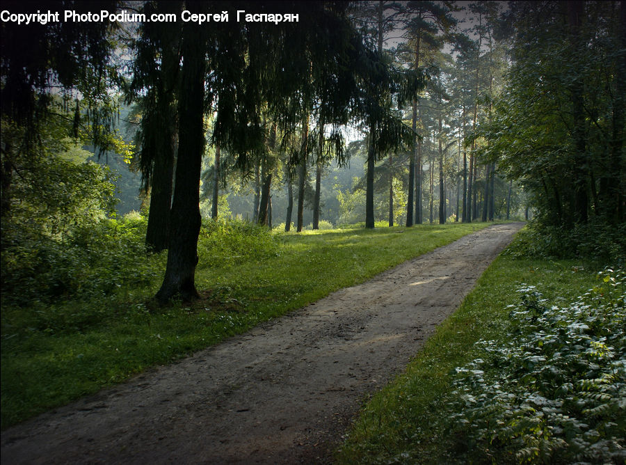 Dirt Road, Gravel, Road, Path, Walkway, Forest, Grove