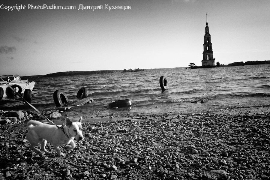 Coast, Outdoors, Sea, Water, Animal, Canine, Dog