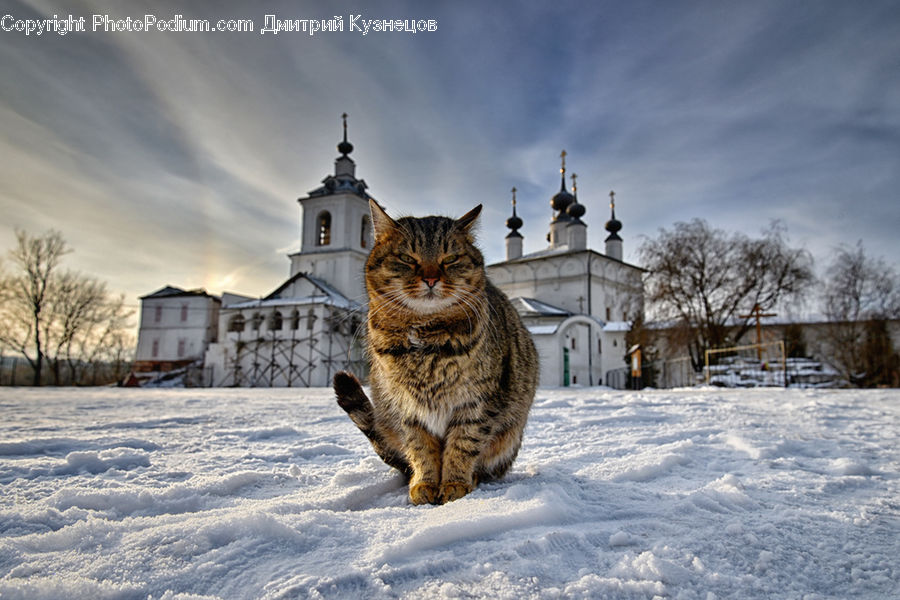 Animal, Leopard, Lynx, Wildlife, Building, House, Housing