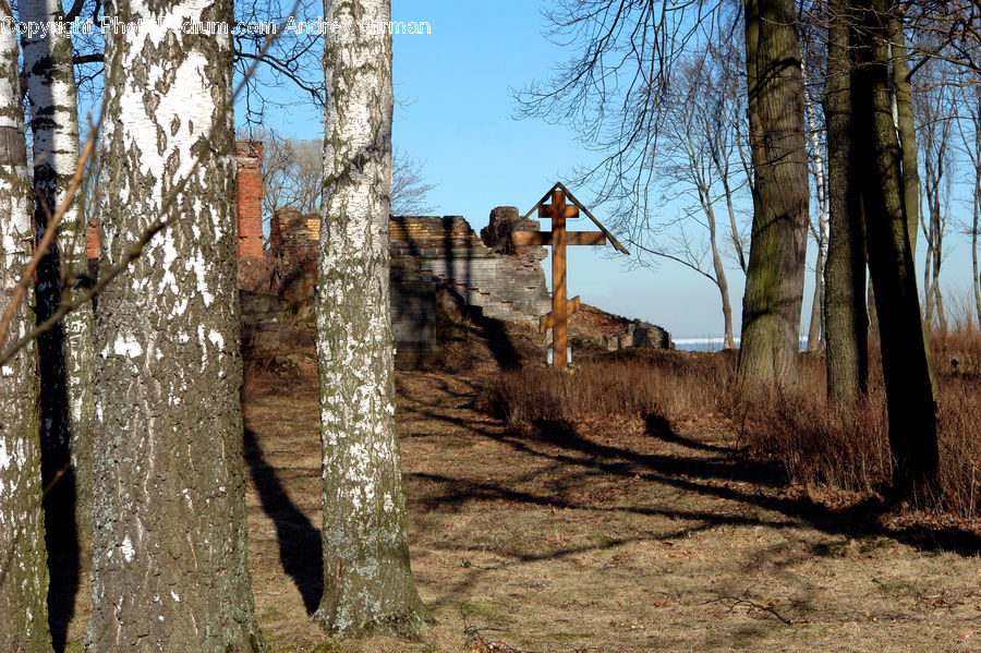 Birch, Tree, Wood, Ruins, Forest, Vegetation, Plant