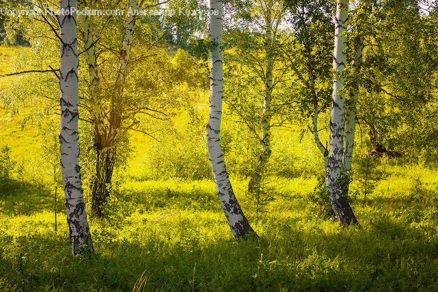Birch, Tree, Wood, People, Person, Human, Forest
