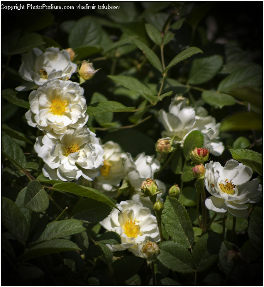 Blossom, Flora, Flower, Plant, Flower Arrangement, Flower Bouquet, Floral Design