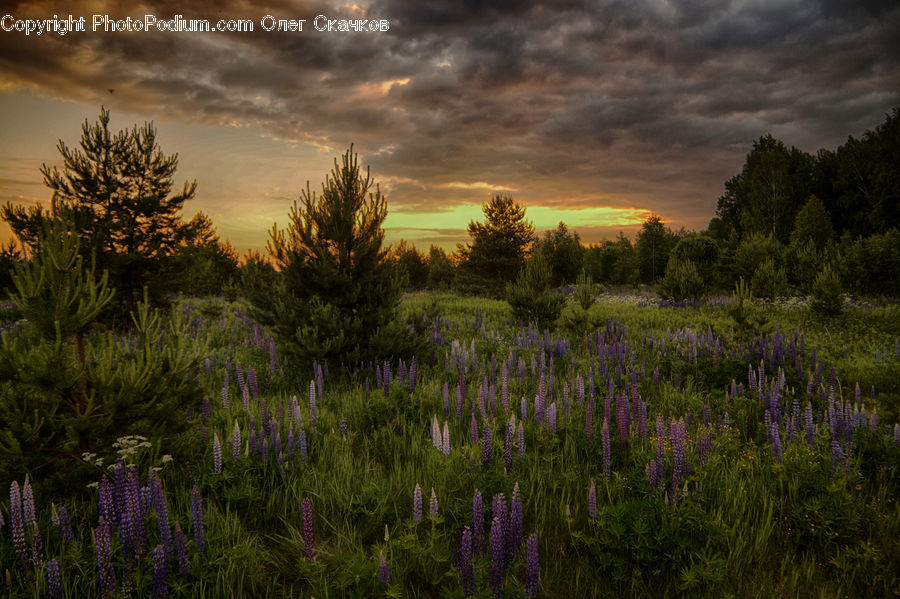 Conifer, Fir, Plant, Tree, Pine, Spruce, Dawn