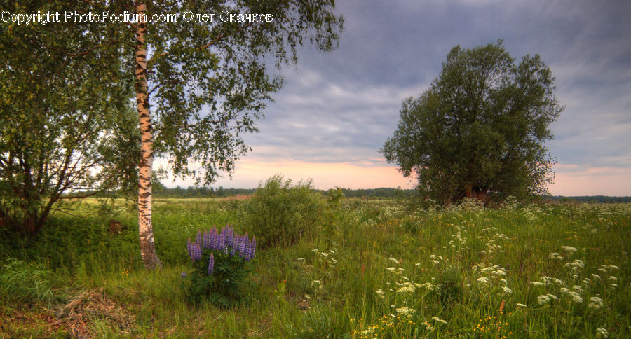 Lavender, Plant, Field, Grass, Grassland, Land, Outdoors
