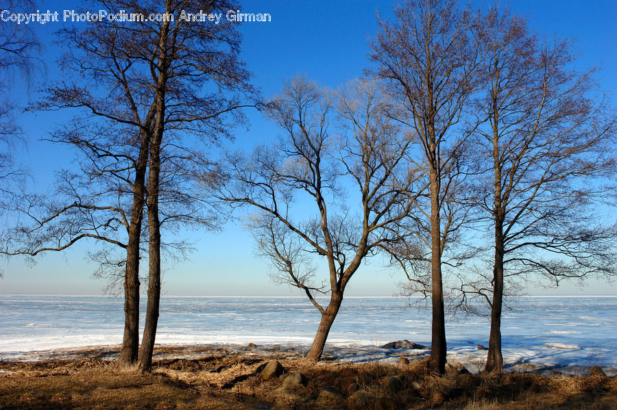 Plant, Tree, Beach, Coast, Outdoors, Sea, Water