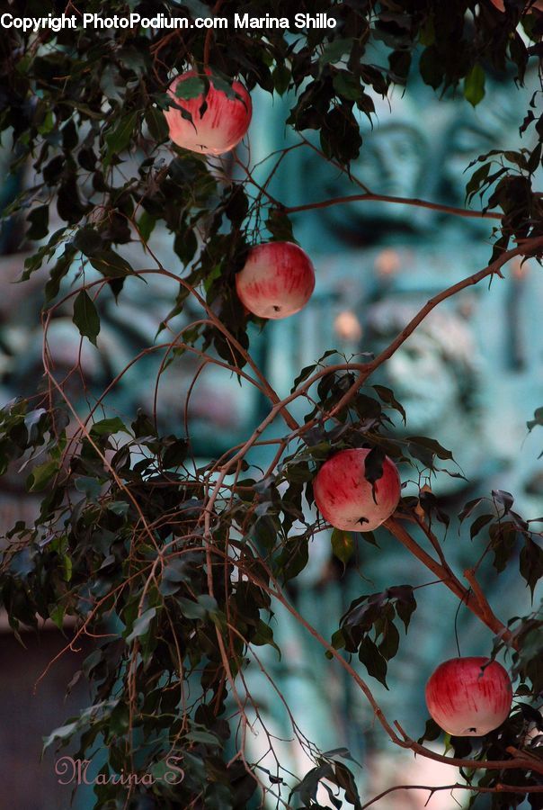 Plant, Potted Plant, Ivy, Vine, Hip Fruit, Cherry, Fruit
