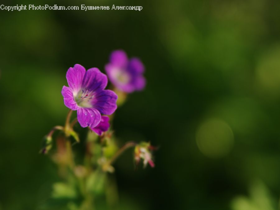 Blossom, Flora, Flower, Geranium, Plant, Petal