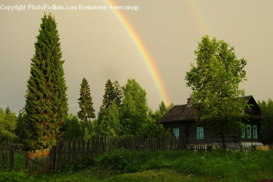 Outdoors, Rainbow, Sky, Conifer, Fir, Plant, Tree