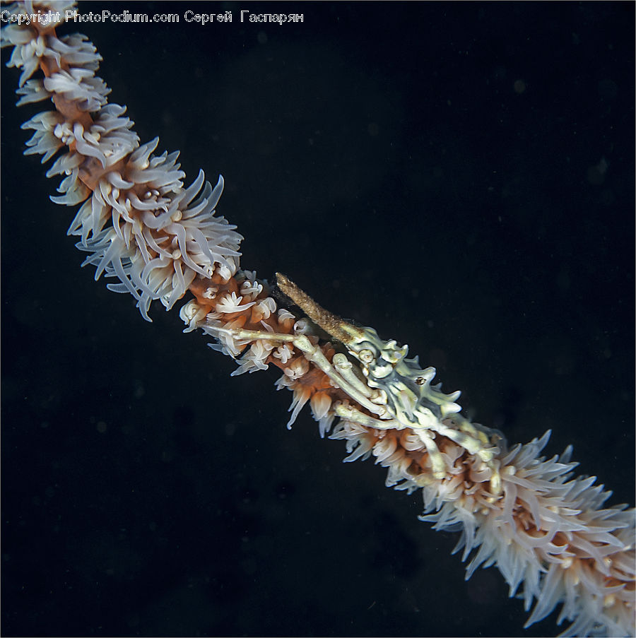 Invertebrate, Sea Anemone, Sea Life, Frost, Ice, Outdoors, Snow
