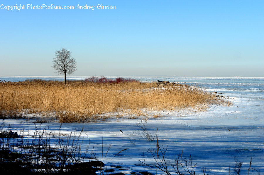 Grass, Plant, Reed, Tree, Field, Grassland, Beach