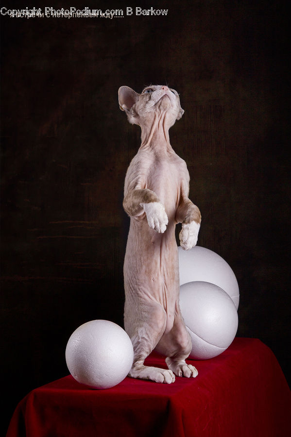 Art, Gargoyle, Statue, Inflatable
