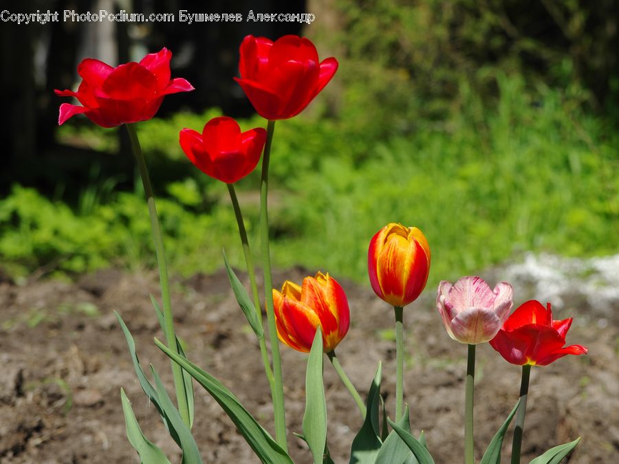 Blossom, Flora, Flower, Plant, Tulip, Rose, Petal