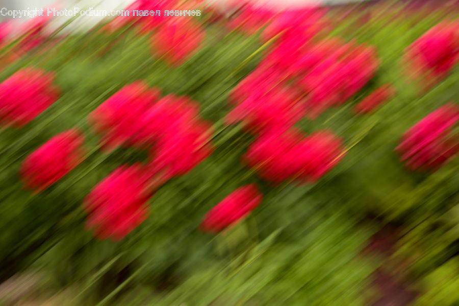 Field, Grass, Grassland, Plant, Blossom, Flora, Flower