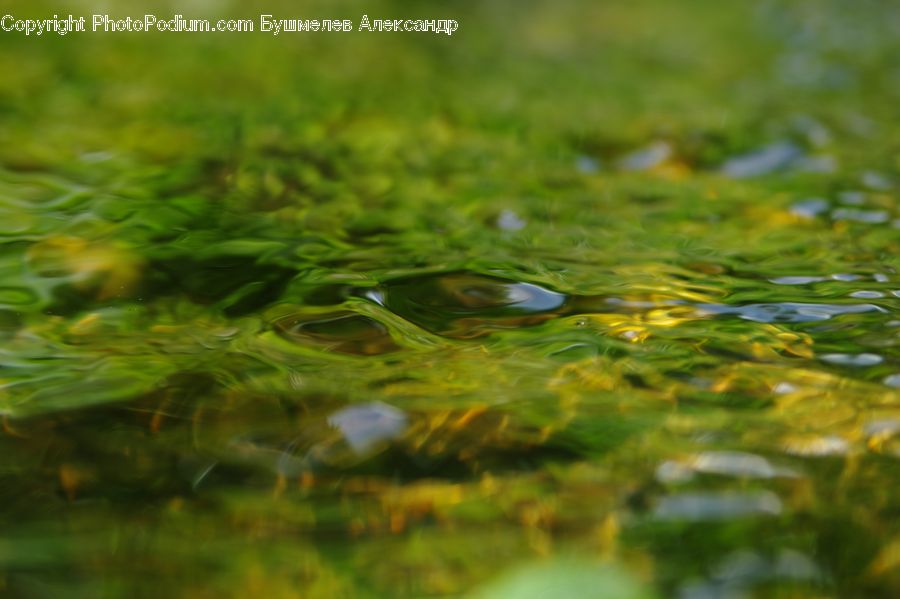 Moss, Plant, Algae, Fish, Sea Life, Field, Grass