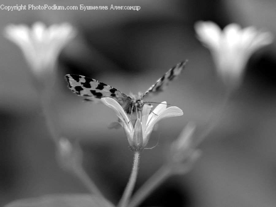 Wire, Blossom, Flora, Flower, Plant, Anther, Petal