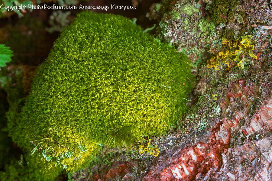 Broccoli, Produce, Vegetable, Coral Reef, Outdoors, Reef, Sea