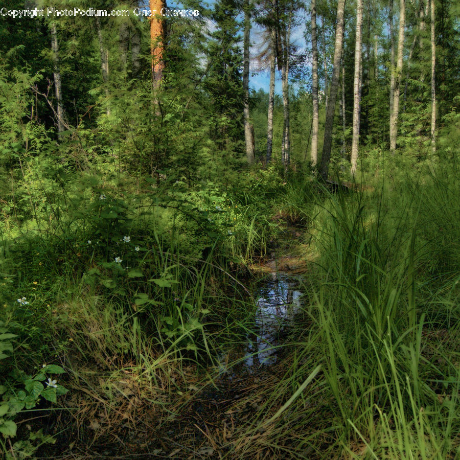 Ivy, Plant, Vine, Conifer, Fir, Tree, Land