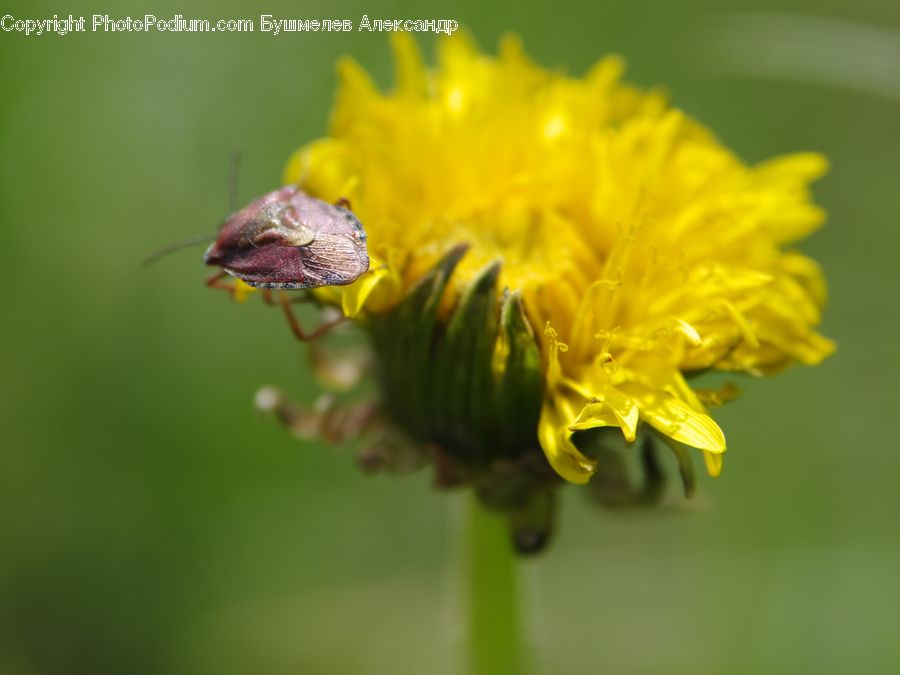 Blossom, Daffodil, Flora, Flower, Plant, Bud, Asteraceae
