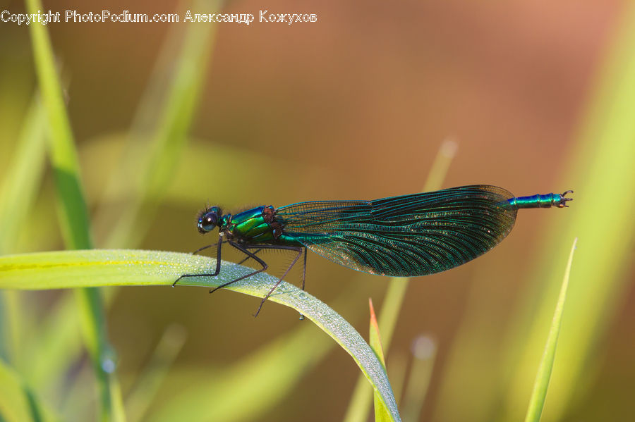 Anisoptera, Dragonfly, Insect, Invertebrate, Field, Grass, Grassland