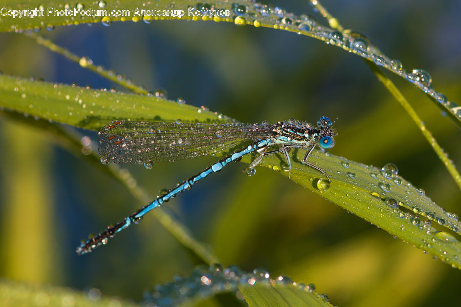 Anisoptera, Dragonfly, Insect, Invertebrate, Field, Grass, Grassland