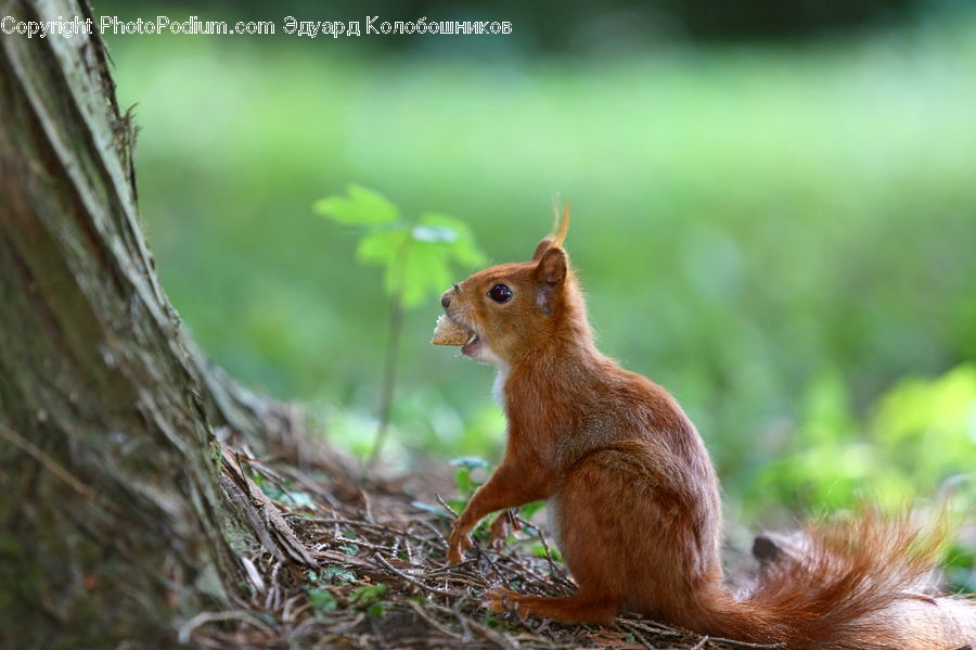 Animal, Mammal, Rodent, Squirrel, Blossom, Flora, Flower