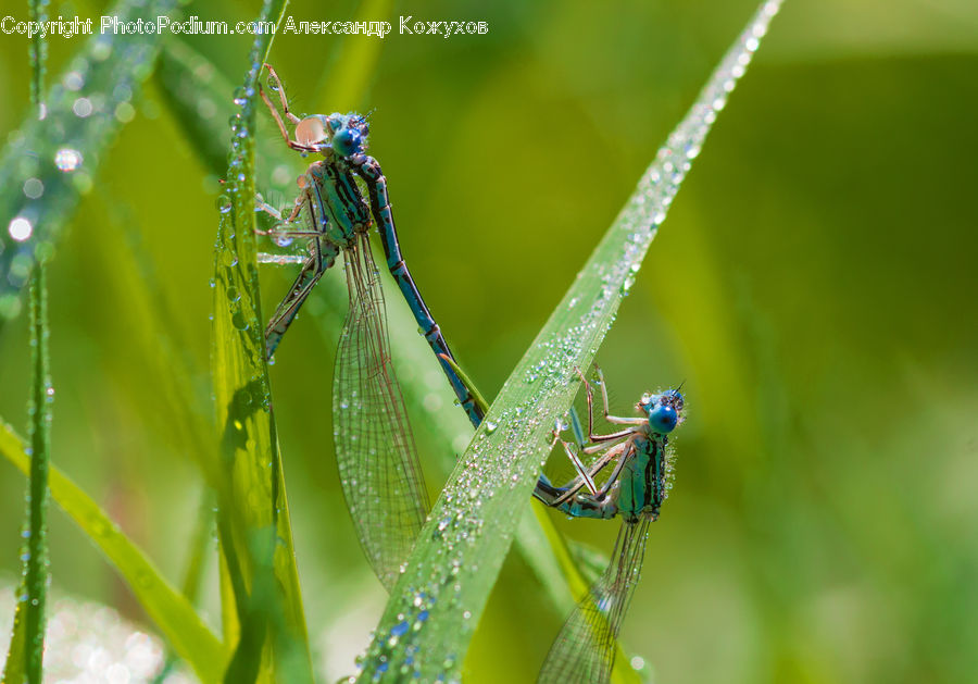 Anisoptera, Dragonfly, Insect, Invertebrate, Cricket Insect, Grasshopper