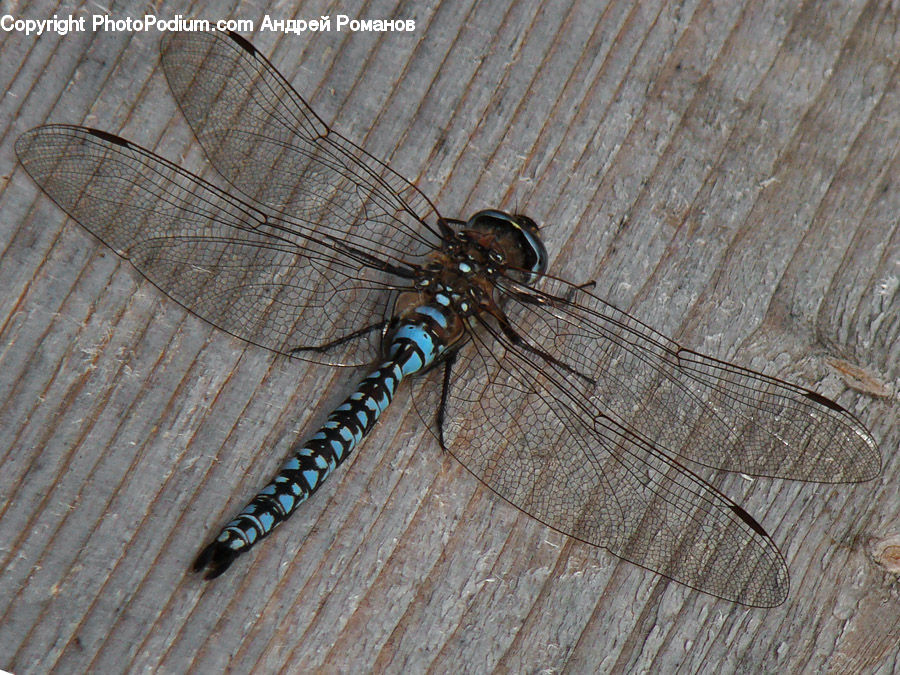 Anisoptera, Dragonfly, Insect, Invertebrate, Arachnid, Black Widow, Garden Spider