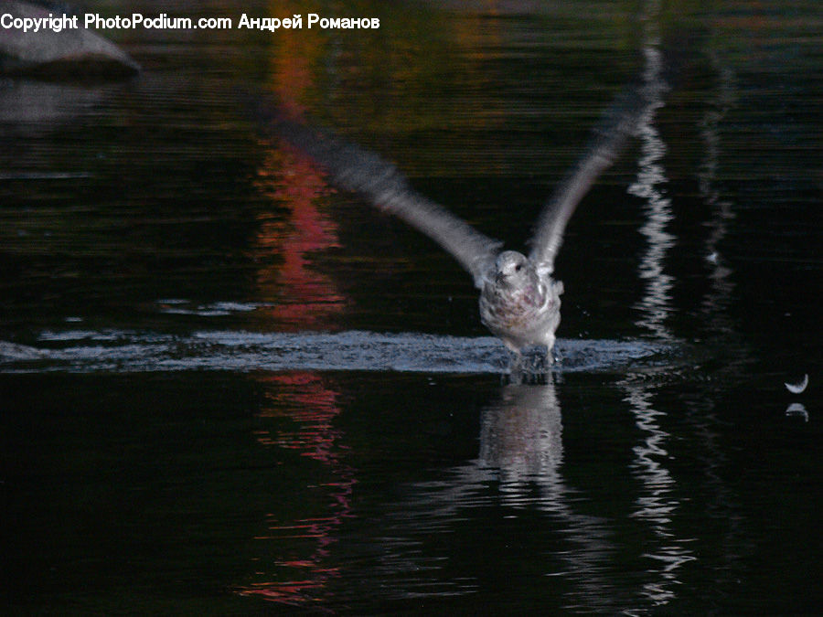 Bird, Goose, Waterfowl, Hardwood, Wood, Crane Bird, Heron