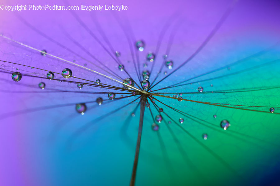 Blossom, Flora, Flower, Geranium, Plant, Fractal, Dill