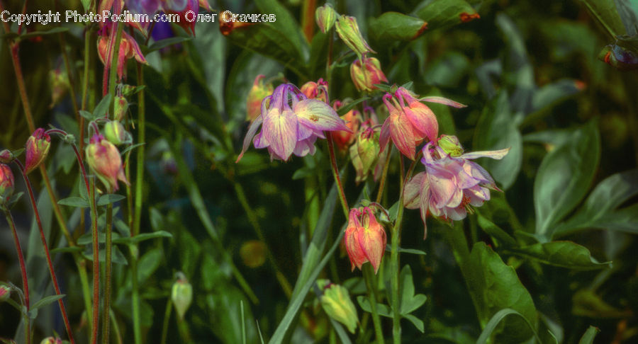 Aquilegia, Blossom, Flora, Flower, Plant, Gladiolus, Bud