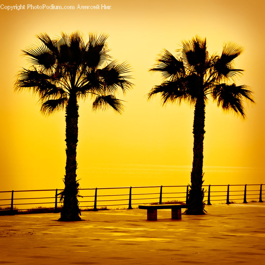 Palm Tree, Plant, Tree, Beach, Coast, Outdoors, Sea