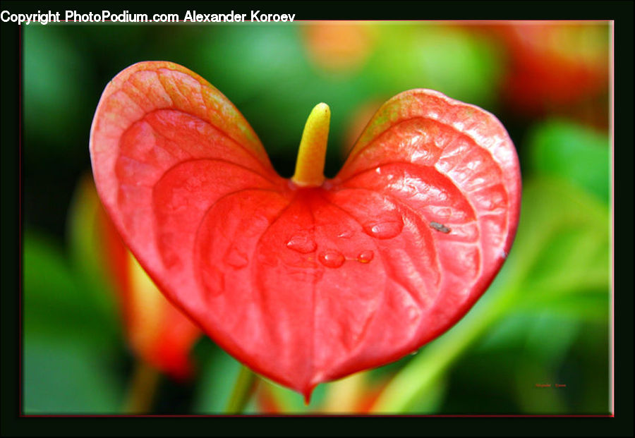 Heart, Blossom, Flora, Flower, Geranium, Plant, Anthurium