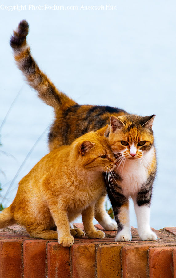 Abyssinian, Animal, Cat, Mammal, Pet, Manx, Plant