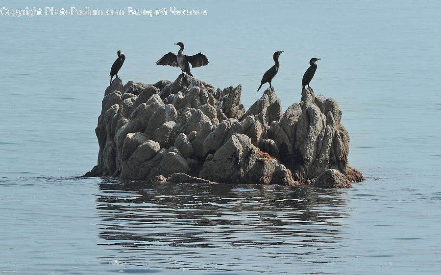 Bird, Cormorant, Waterfowl