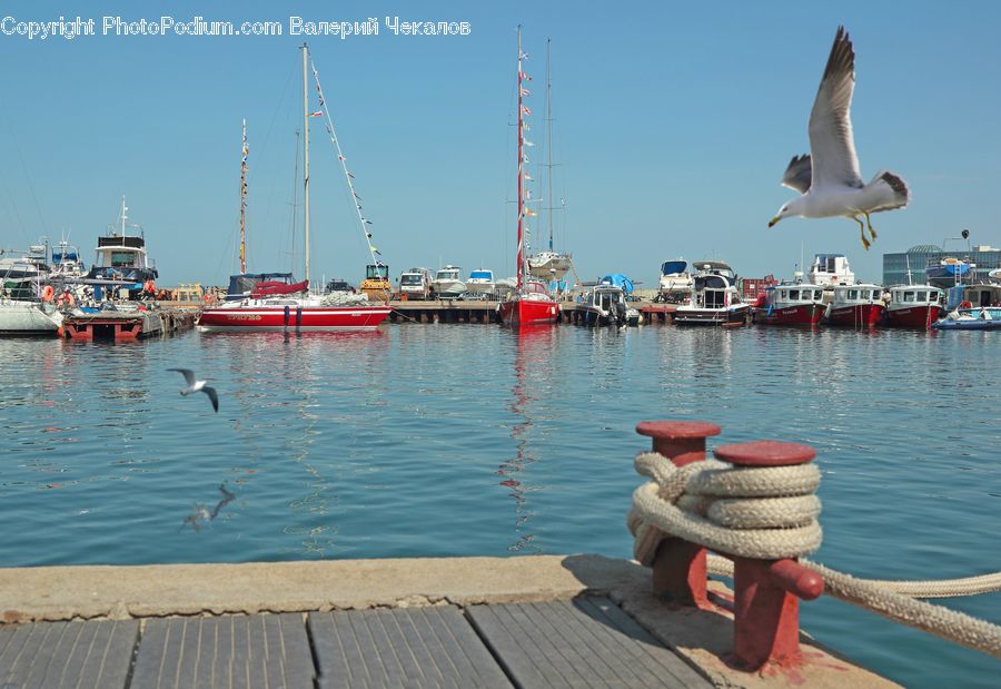 Bird, Seagull, Harbor, Port, Waterfront, Barge, Boat