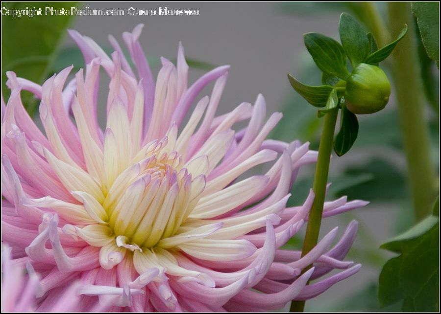 Blossom, Dahlia, Flora, Flower, Plant, Anther, Petal