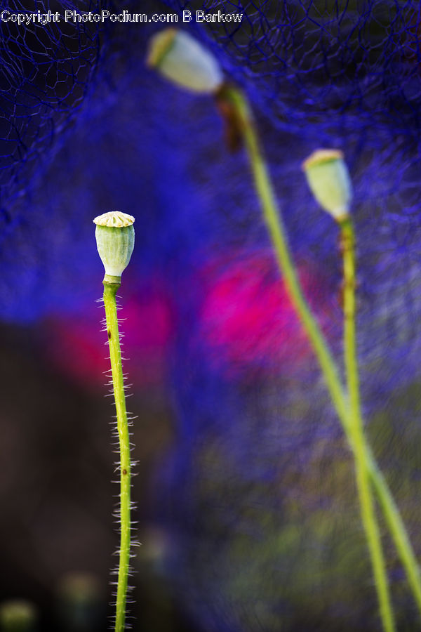 Bud, Plant, Blossom, Flora, Flower, Geranium, Field