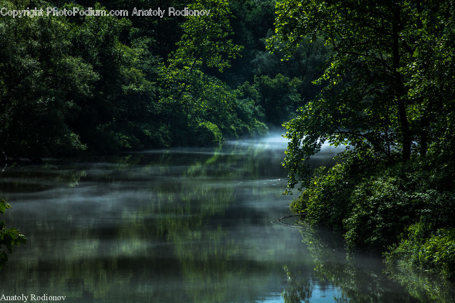 Forest, Jungle, Rainforest, Vegetation, Outdoors, River, Water