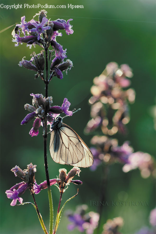 Blossom, Flora, Flower, Plant, Butterfly, Insect, Invertebrate